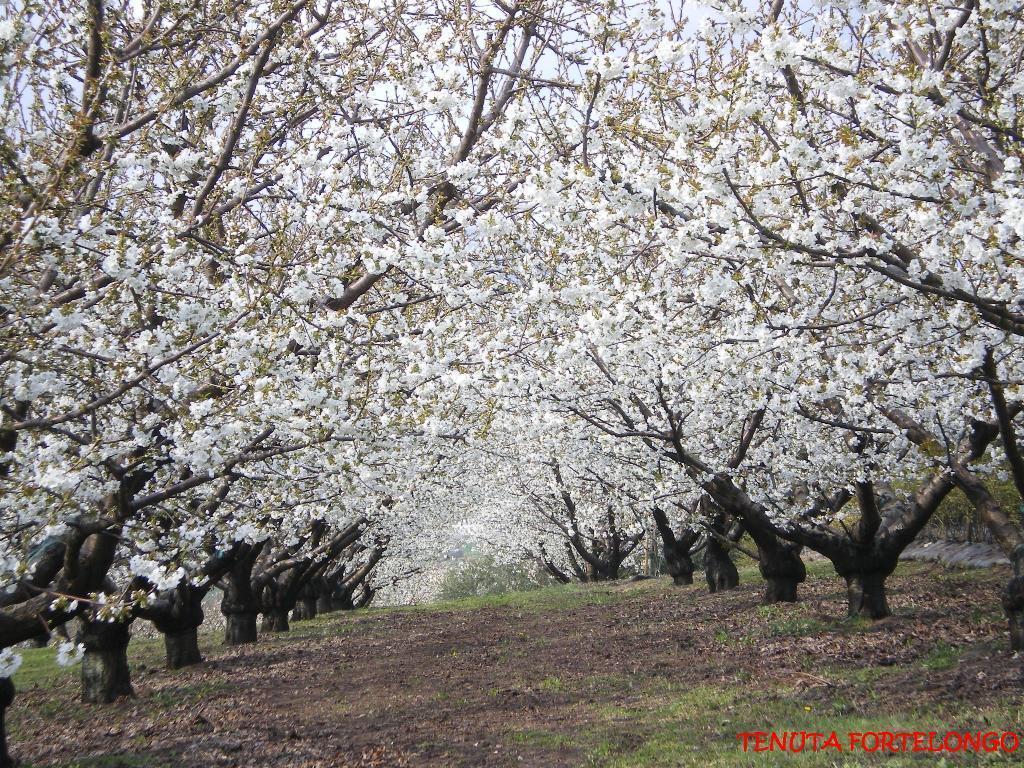 Tenuta Fortelongo Fara Vicentino Εξωτερικό φωτογραφία