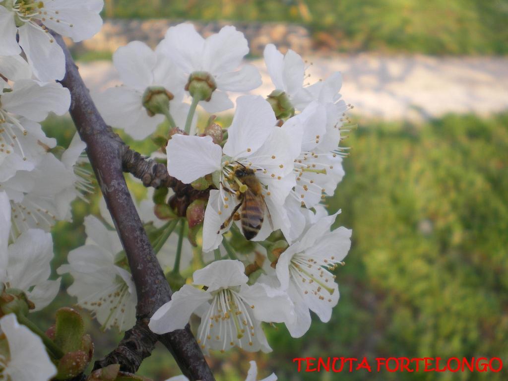 Tenuta Fortelongo Fara Vicentino Εξωτερικό φωτογραφία