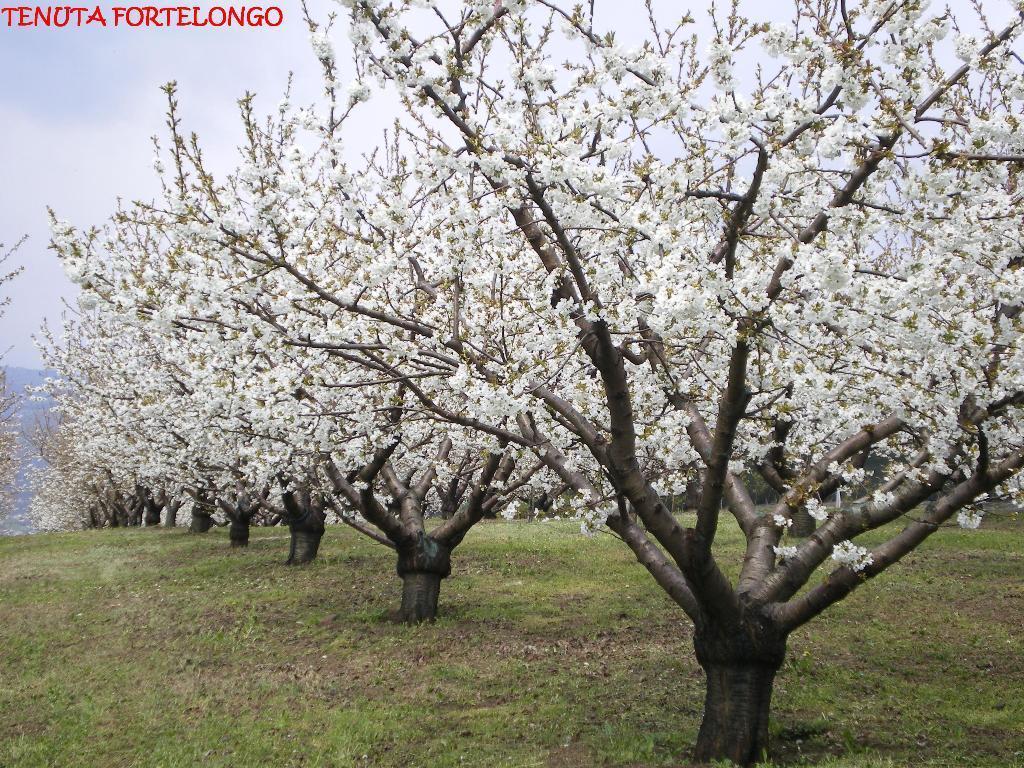 Tenuta Fortelongo Fara Vicentino Εξωτερικό φωτογραφία