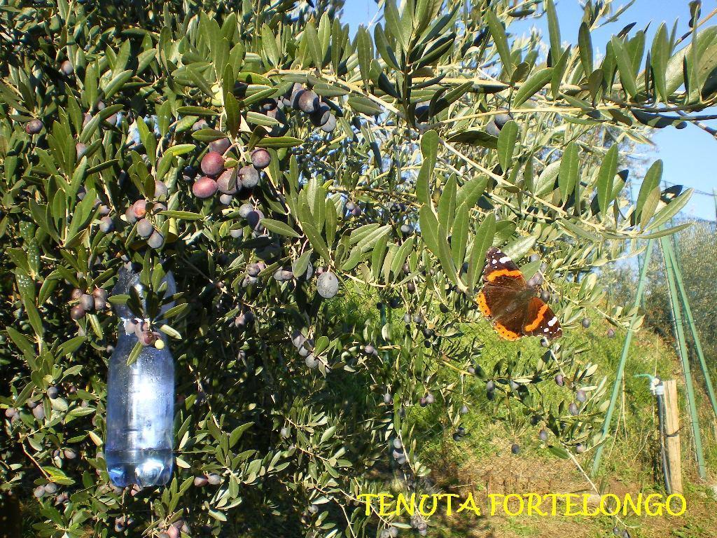 Tenuta Fortelongo Fara Vicentino Εξωτερικό φωτογραφία