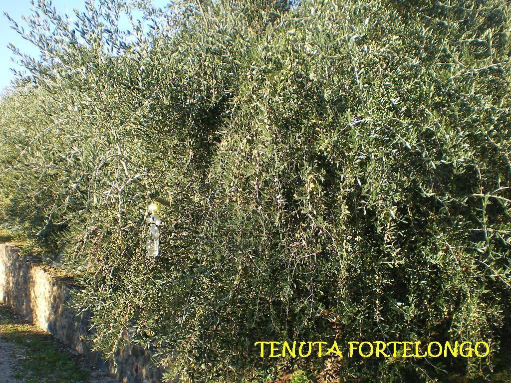 Tenuta Fortelongo Fara Vicentino Εξωτερικό φωτογραφία