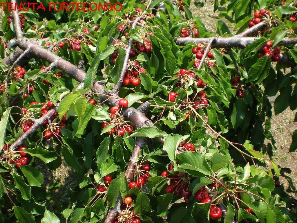 Tenuta Fortelongo Fara Vicentino Εξωτερικό φωτογραφία