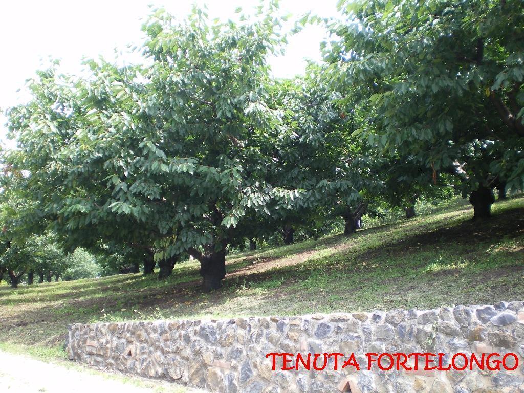 Tenuta Fortelongo Fara Vicentino Εξωτερικό φωτογραφία