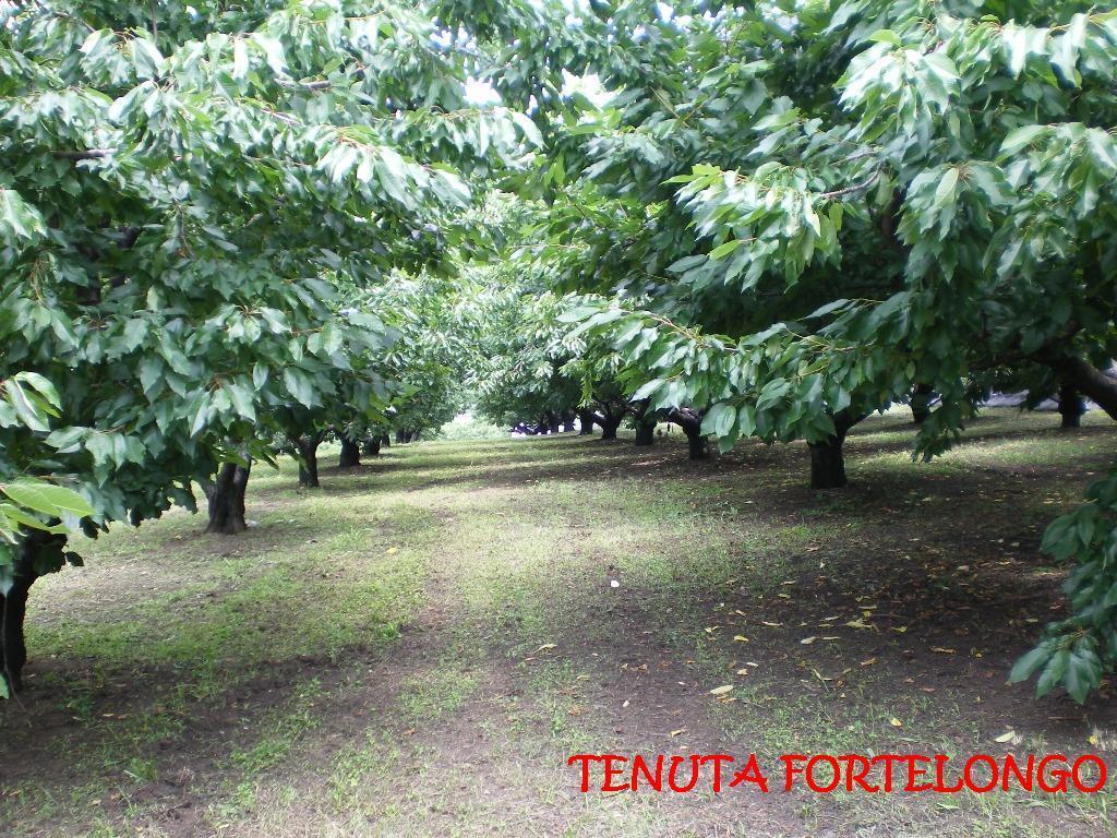 Tenuta Fortelongo Fara Vicentino Εξωτερικό φωτογραφία